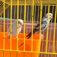 معاوضه با قناری