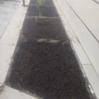 هرس درختان و درست کردن باغچه