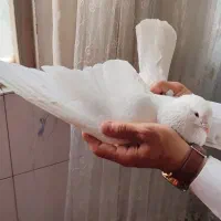 کفتر نر چشم تابه تا سفید مهر درشت