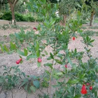 فروش-سه-دونگ-زمین-تجاری