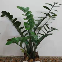 گل های زیبا اپارتمانی