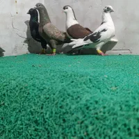 ۷ عدد دورگ|پرنده|اندیمشک, |دیوار