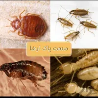 سمپاشی منازل،موریانه زدایی،سم پاشی سوسک،مار|خدمات پیشه و مهارت|بهبهان, |دیوار