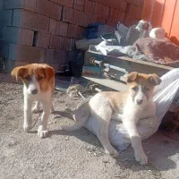 واگذاری توله سگ