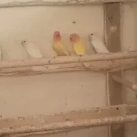 کوتوله  برزیلی  سفید هلویی زرد و ابلغ سبز