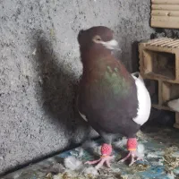 کبوتر|پرنده|باغ بهادران, |دیوار