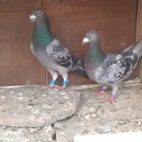 نرو ماده پلاکی آلمانی