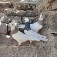 تعدادی طوق سیاه و سرکه ای|پرنده|کوهبنان, |دیوار