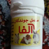 خرگوش|موش و خرگوش|لنجان, |دیوار