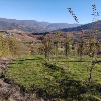 فروش باغ ۵۰۰۰ متری بهمراه زمین زعفران|فروش زمین و ملک کلنگی|دوزین, |دیوار