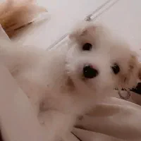 سگ نژادش شیتزو ماده ۲ ماه  هست