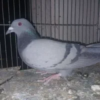 کبوتر پلاکی    معاوضه جفت کن