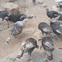 بوقلمون|حیوانات مزرعه|مارگون, |دیوار