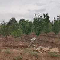 باغ-1000-متری