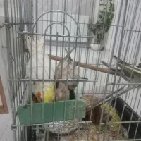 عروس هلندی مولد|پرنده|شاهینشهر, فدک|دیوار