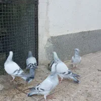 کفتر|پرنده|مشهد, شهرک مهرگان|دیوار