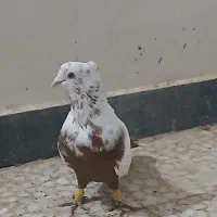 دم سرخ|پرنده|شوشتر, |دیوار