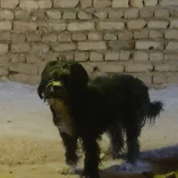 واگذاری سگ تدیر