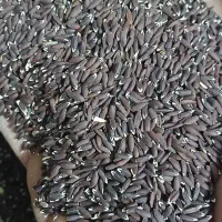 بزرک یا تخم کتان