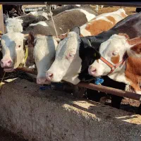 فروش گوساله سیمینتال پرواری جنس خالص|حیوانات مزرعه|جعفرآباد, |دیوار