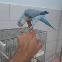 راهب بلواسکای و گرینچیک...
