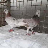 ۱۰ عدد کبوتر پرشی سالم وسلامت