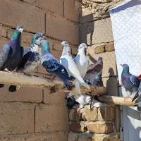 کبوتر پلاکی نر و ماده تبریز|پرنده|شیراز, سرو|دیوار