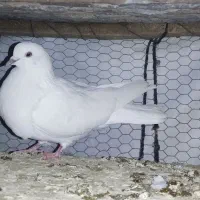 چند عدد تکپر|پرنده|آزادشهر, |دیوار