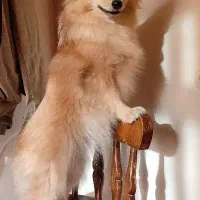 سگ پامر ماده|سگ|تهران, سبلان (لشگر)|دیوار