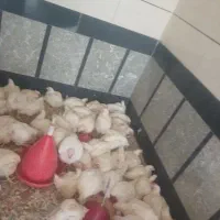مرغ