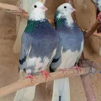 کبوتر شازده شاه کفتر