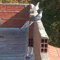 ۵تا کبوتر فروشی