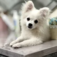 سگ پامرین اپارتمانی|سگ|میاندوآب, |دیوار