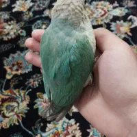 گیرینچیک|پرنده|پاکدشت, پاکدشت (مامازند)|دیوار