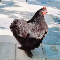 مرغ کوشین