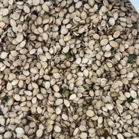 تخم هندوانه آجیلی