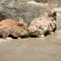 خرگوش پشمالو