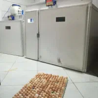 دستگاه جوجه کشی ماشین طیور جوجه مرغ بلدرچین|لوازم جانبی حیوانات|مشهد, حرم مطهر رضوی|دیوار