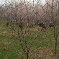 باغبانی