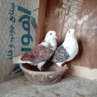 کفتر پرشی|پرنده|رشت, عینک|دیوار