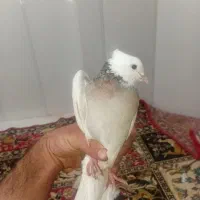 یه جفت کفتر شکلاتی والماسی|پرنده|لردگان, |دیوار