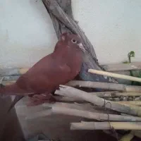 کبوتر رواعب مغلف