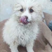 توله سگ اشپیتز|سگ|مشهد, صیاد شیرازی|دیوار