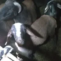 بره افشاری ماده|حیوانات مزرعه|دلند, |دیوار