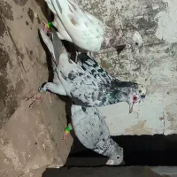هفت رنگ وسار|پرنده|مشهد, کوه سنگی|دیوار