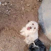 سه عدد سگ پاکوتاه