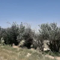 ۶۰۰ هکتار زمین