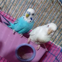 خرمشهر|پرنده|خرمشهر, |دیوار