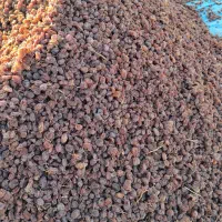 کشمش آفتابی بیدانه|خوردنی و آشامیدنی|قزوین, |دیوار