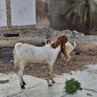 دو پازن پا کستانی ویک بز درجه یک آدرس کاکی|حیوانات مزرعه|بوشهر, |دیوار